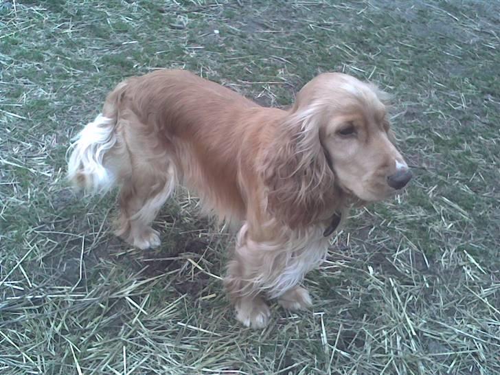 Cocker spaniel Hr. Vimse - R.I.P - Taget på mobil, så dårlig kvalitet :/ billede 3