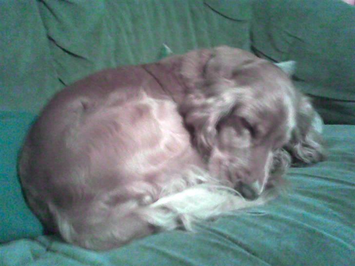 Cocker spaniel Hr. Vimse - R.I.P - Så sød ;D Taget på mobil, så dårlig kvalitet :/ billede 4