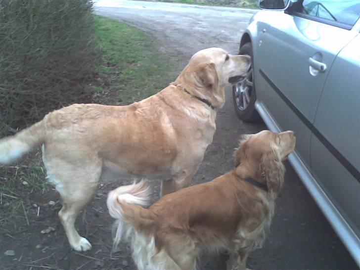Cocker spaniel Hr. Vimse - R.I.P - Hundene venter på at far kommer ud af bilen;D Taget på mobil, så dårlig kvalitet :/ billede 5