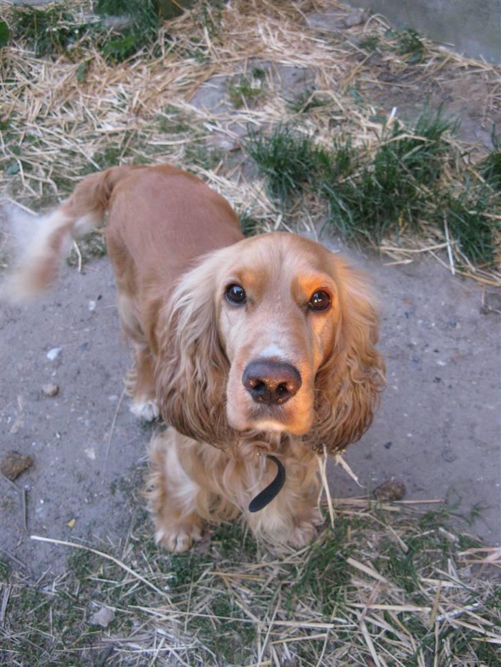 Cocker spaniel Hr. Vimse - R.I.P billede 6