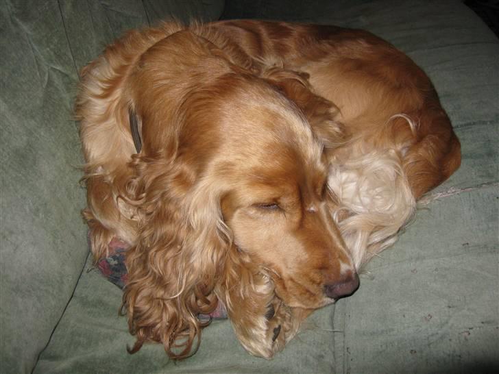 Cocker spaniel Hr. Vimse - R.I.P - Taget på mobil, så dårlig kvalitet :/ billede 7