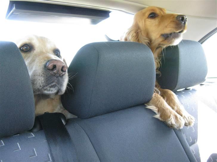 Cocker spaniel Hr. Vimse - R.I.P - Hundene ude og køre i bil ;D Hr. Vimse prøver som sædvanlig lige at få lidt opmærksomhed ! billede 8