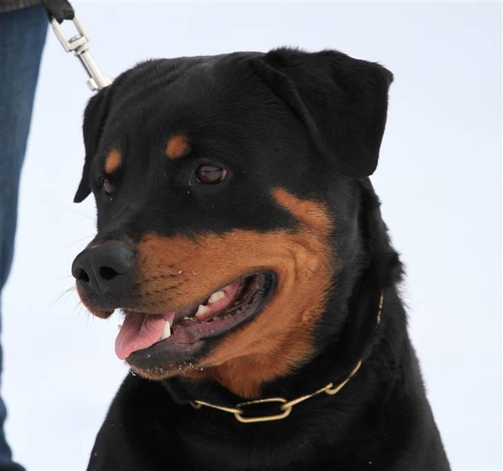 Rottweiler Odine Vom Rangau *død* billede 12
