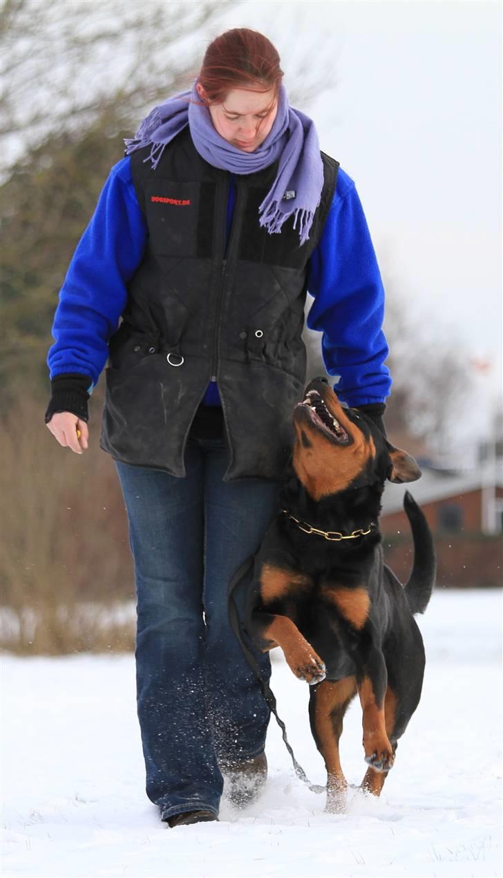 Rottweiler Odine Vom Rangau *død* billede 13