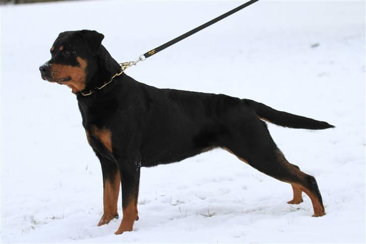 Rottweiler Odine Vom Rangau *død* billede 14