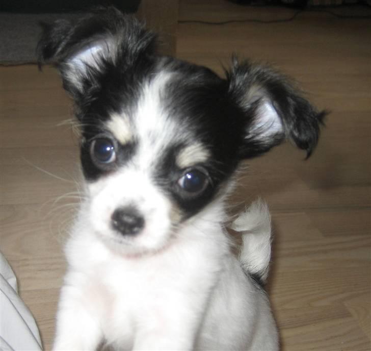 Chihuahua Zhanti billede 11