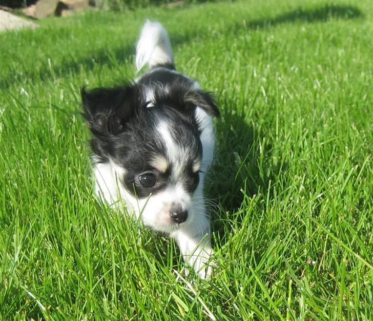 Chihuahua Zhanti - Spændende verden!! billede 14