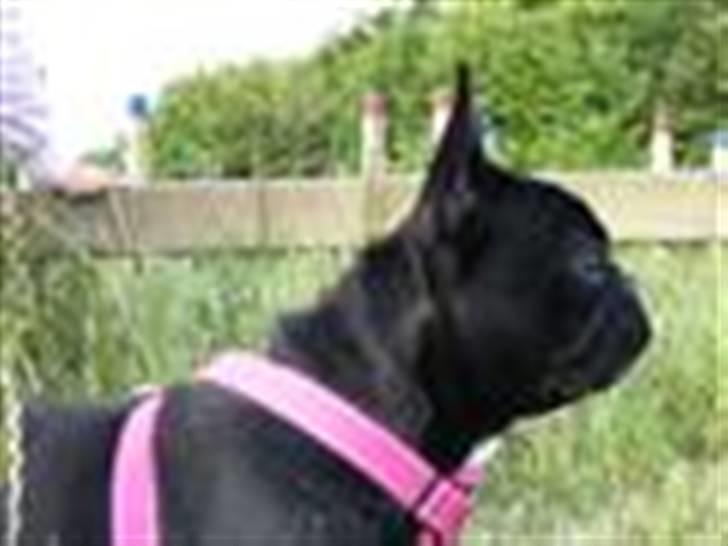 Fransk bulldog Fie billede 13