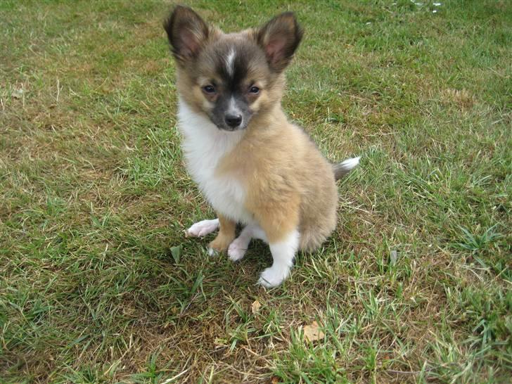 Blanding af racer Baloo billede 7