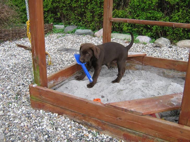 Blanding af racer BRUNO<3 - der er ingen der har set mig billede 20