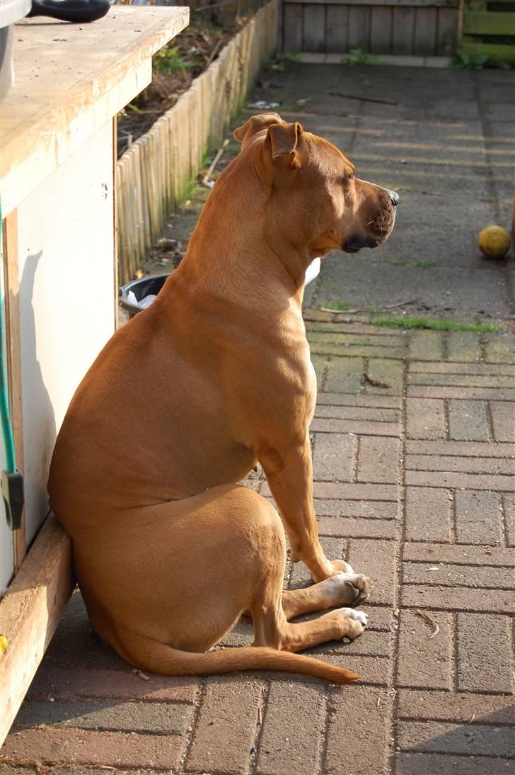 Amerikansk staffordshire terrier Zenta - Zenta nyder morgen solen... billede 13