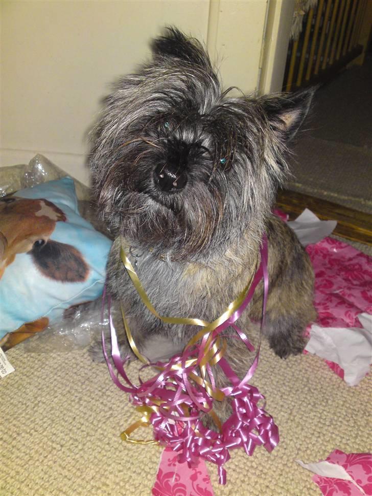 Cairn terrier Fie <3 *VIP* - Søde Fiepigen på min fødselsdag 2008. Bølle <3 billede 7