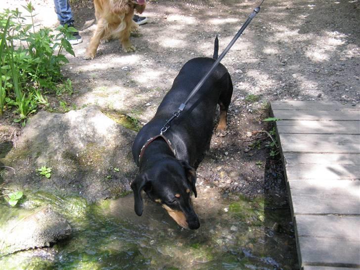 Gravhund Trine - Velmommen til Trine´s profil ;D Giv gerne en bedømmelse og skriv en kommentar inden i smutter! ;D billede 1