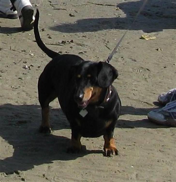 Gravhund Trine - Delle på stranden ;D billede 2