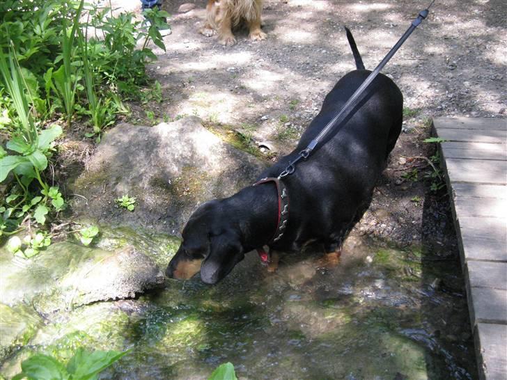 Gravhund Trine - Delle i Knuthenborg park;D Hun ville lige ned og køle sig af i vandet ;P billede 3