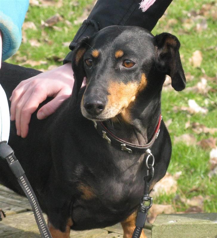 Gravhund Trine billede 5