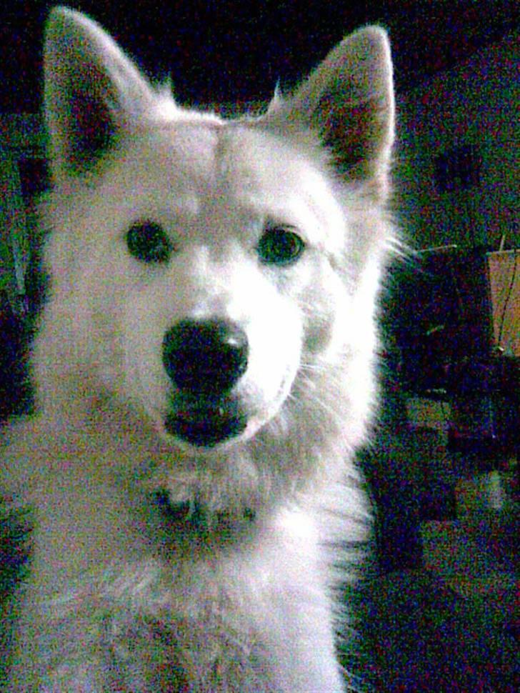 Dansk Spids Silver - Hej billede 8