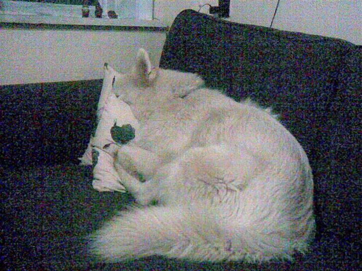 Dansk Spids Silver - Ikke flere billeder TAK! billede 9