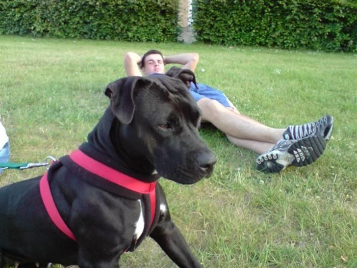 Amerikansk staffordshire terrier akira  billede 1