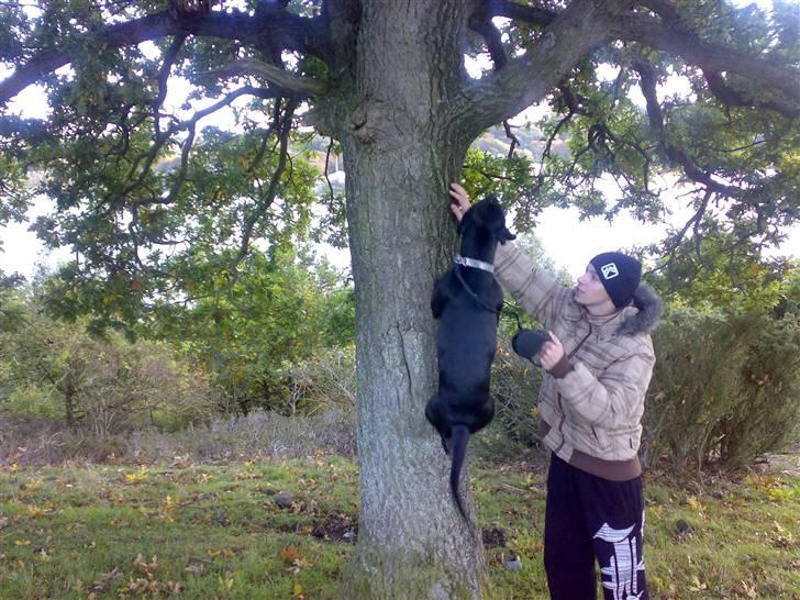 Amerikansk staffordshire terrier akira  billede 2