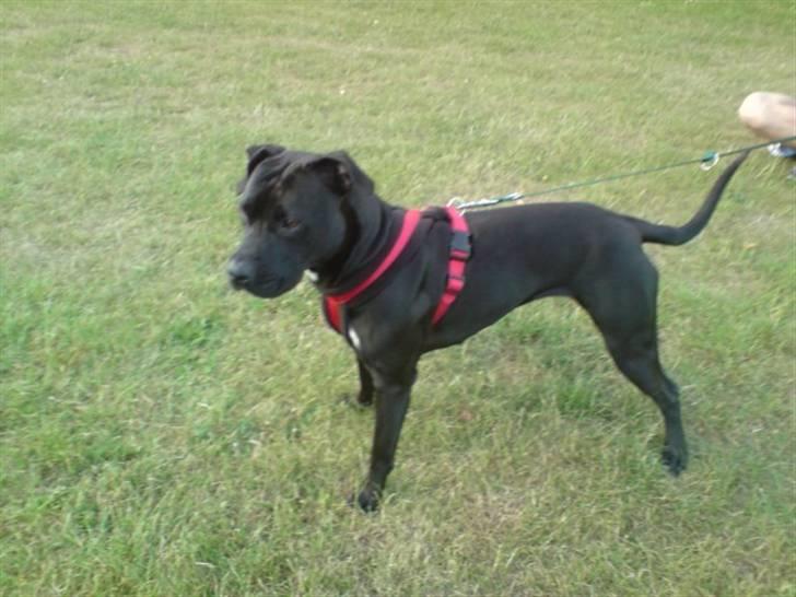 Amerikansk staffordshire terrier akira  billede 3