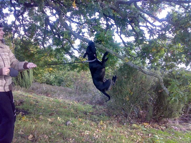 Amerikansk staffordshire terrier akira  billede 4