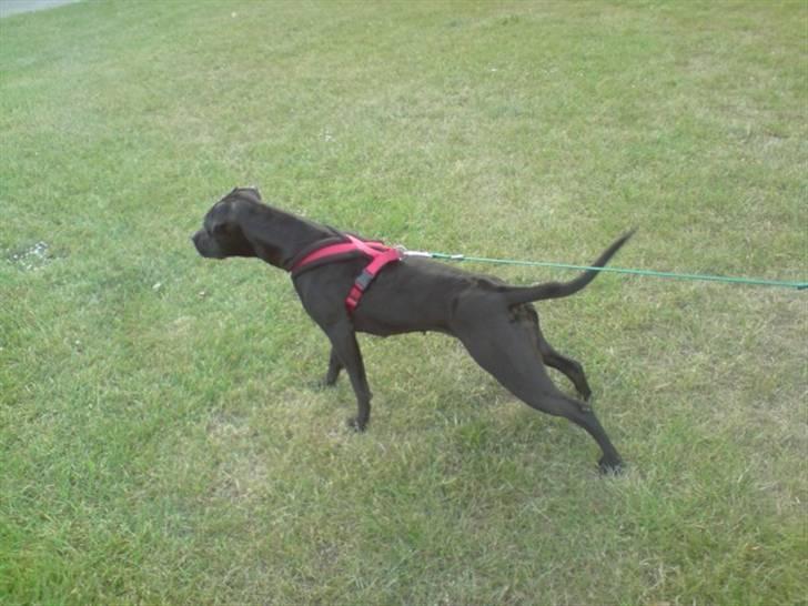 Amerikansk staffordshire terrier akira  billede 5