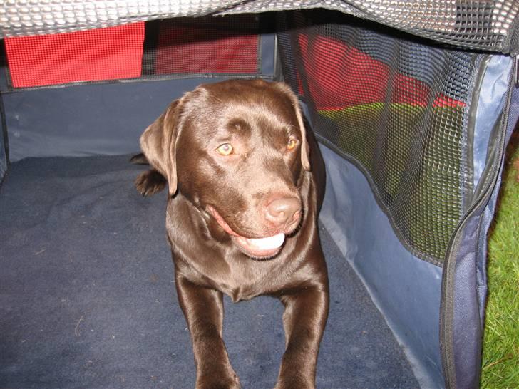 Labrador retriever Endless Love Royal Standa billede 2