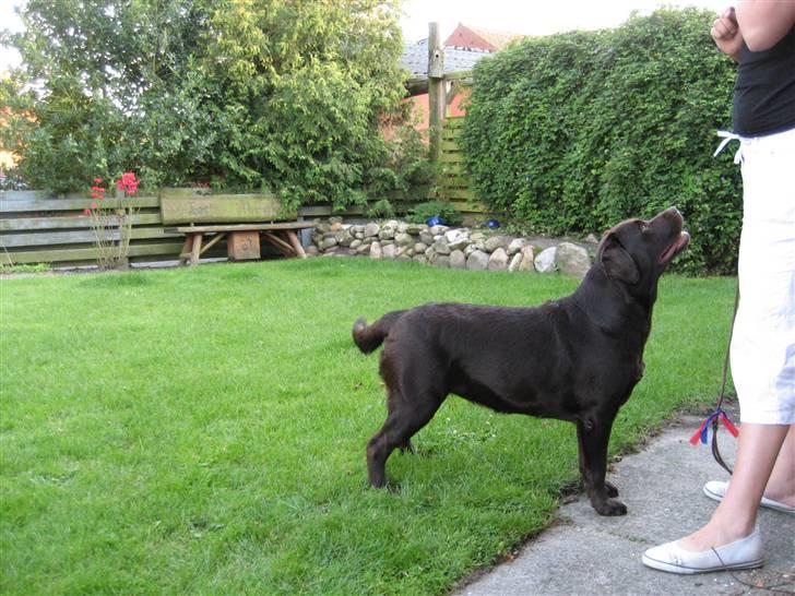 Labrador retriever Endless Love Royal Standa billede 3