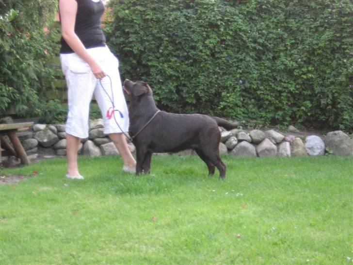 Labrador retriever Endless Love Royal Standa billede 4