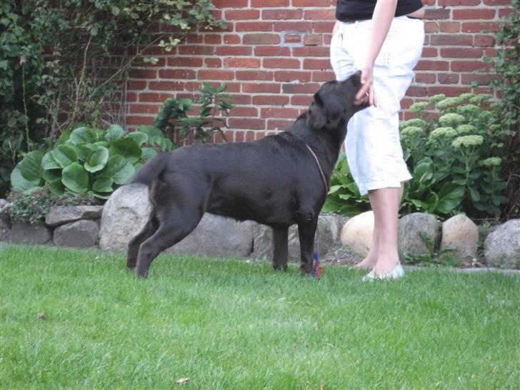 Labrador retriever Endless Love Royal Standa billede 6