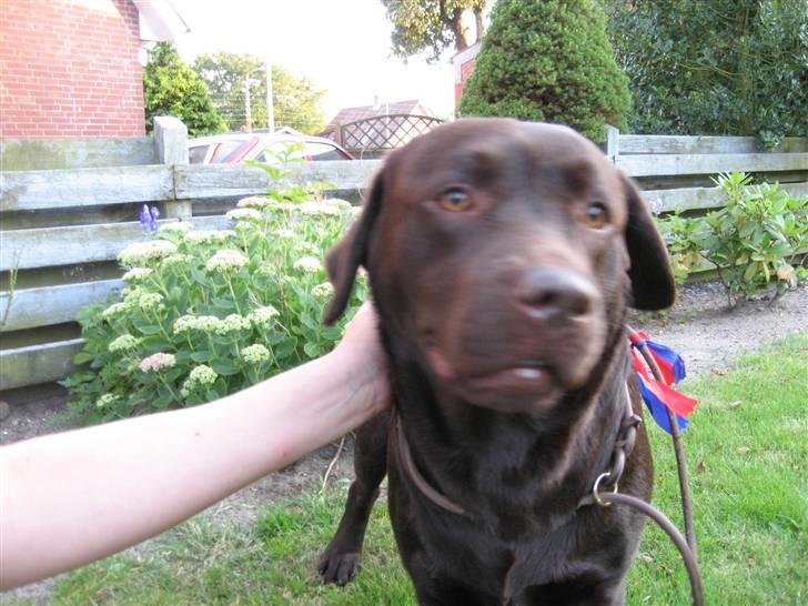 Labrador retriever Endless Love Royal Standa billede 7