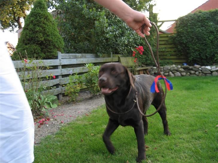 Labrador retriever Endless Love Royal Standa billede 8