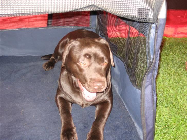 Labrador retriever Endless Love Royal Standa billede 9