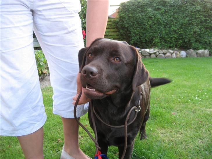 Labrador retriever Endless Love Royal Standa billede 10