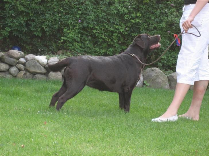 Labrador retriever Endless Love Royal Standa billede 11