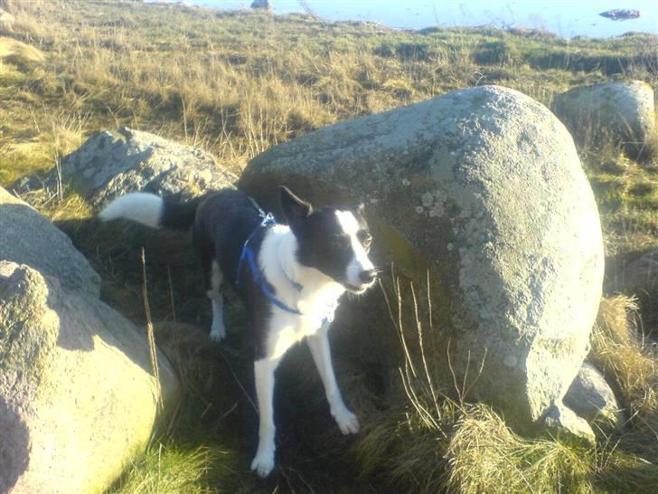 Border collie Dundee - en god gå tur er bare sagen billede 11