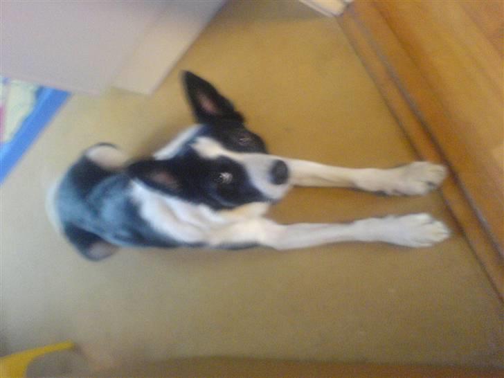 Border collie Dundee - hvad kigger i på? billede 14