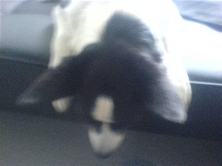 Border collie Dundee - hov troede jeg så en fluge billede 15