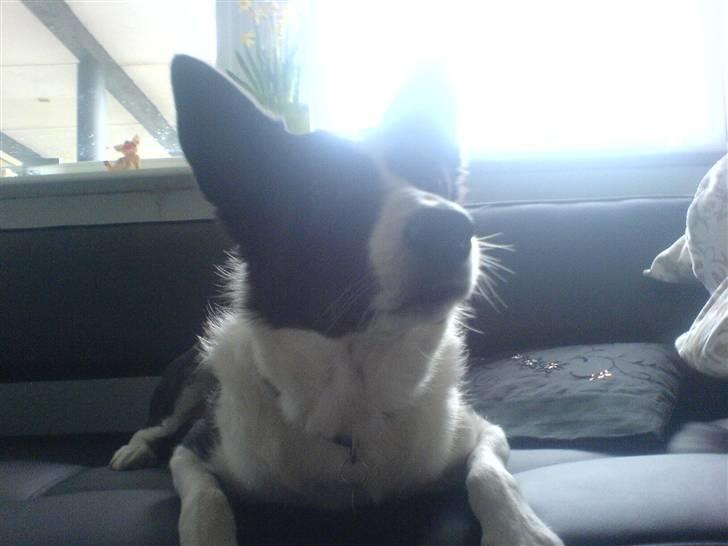 Border collie Dundee - hvor er min bold? billede 16