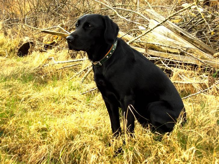 Labrador retriever Sally Sunshine (formel 1) - ude i skoven :D billede 2