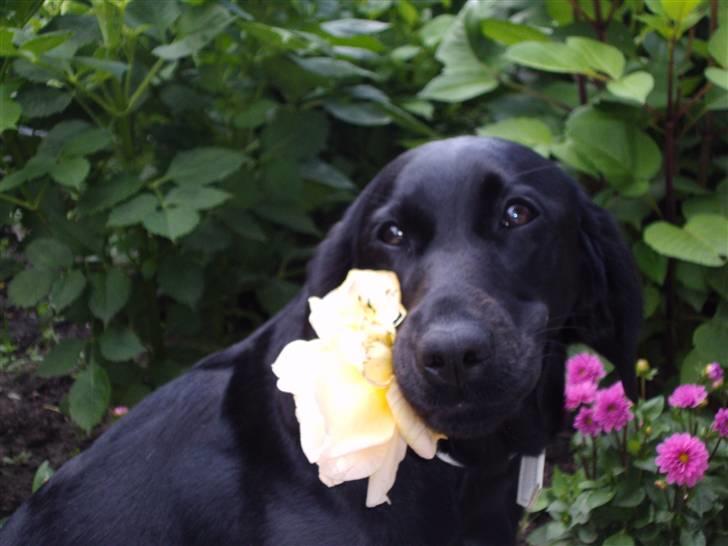 Labrador retriever Sally Sunshine (formel 1) billede 8