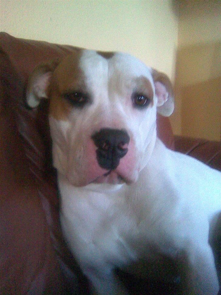 Amerikansk bulldog Bertha - Beert hygger i sofaen:o) billede 1