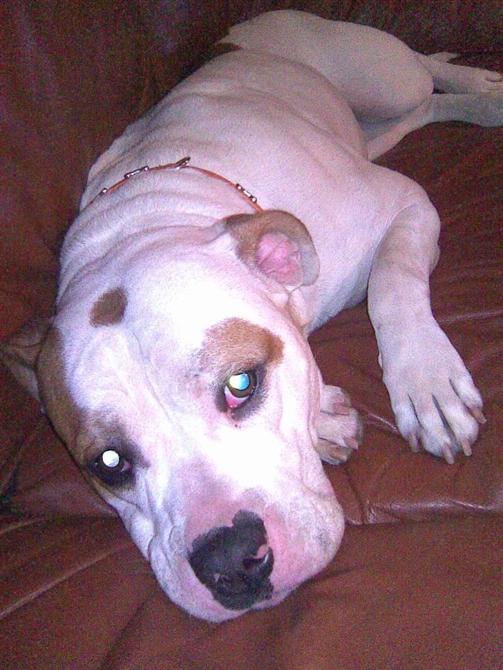 Amerikansk bulldog Bertha - Ahhh... Jeg elsker min sofa!! billede 2