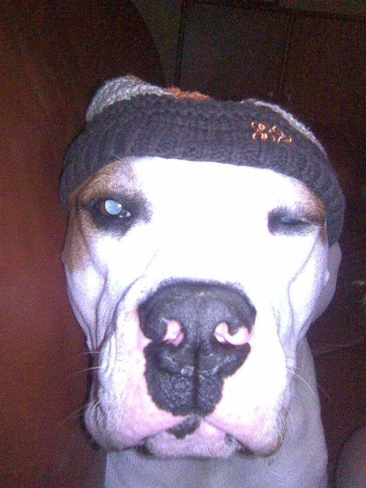 Amerikansk bulldog Bertha - Hvem siger man ikk kan være lækker med hue?? billede 3