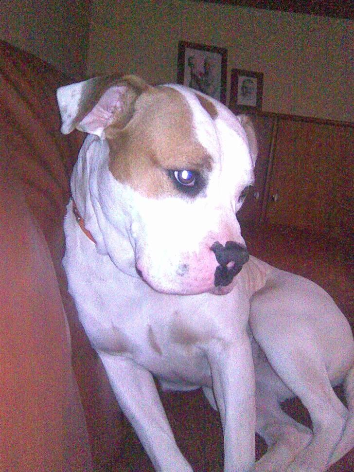 Amerikansk bulldog Bertha - Sååååhh... sød er jeg bare:-) billede 4