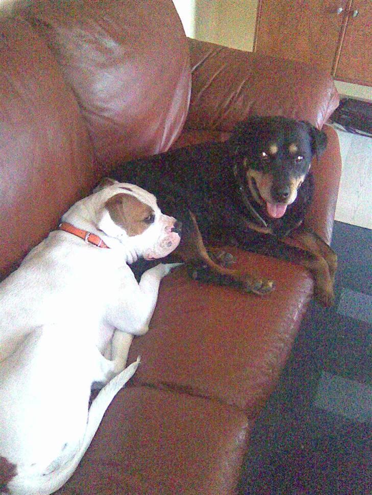 Amerikansk bulldog Bertha - Mig og min bedste ven søs!! billede 5