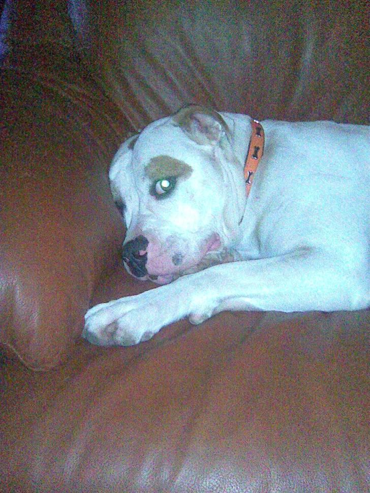 Amerikansk bulldog Bertha - Hehe... endnu et sofa billede! billede 6