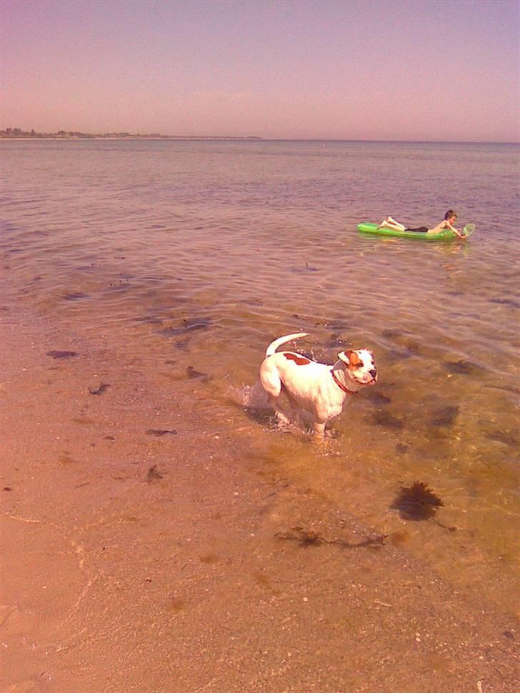 Amerikansk bulldog Bertha - Lille Bertha på stranden første gang:-)  billede 7