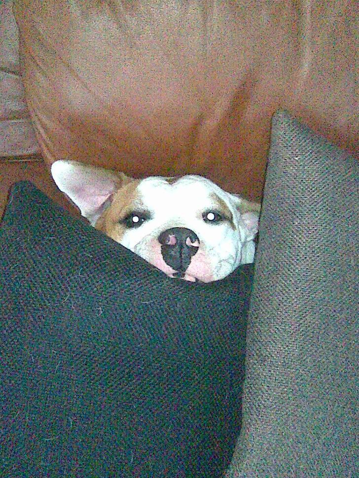 Amerikansk bulldog Bertha - Gemmer mig lige under alle puderne på sofaen:-) billede 8